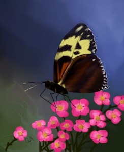 papillonbrun - Copie [800x600]